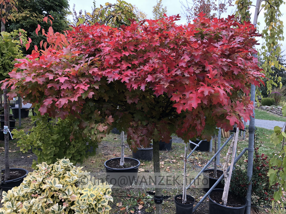 Quercus palustris Green Dwarf 04 Herbst 01.JPG